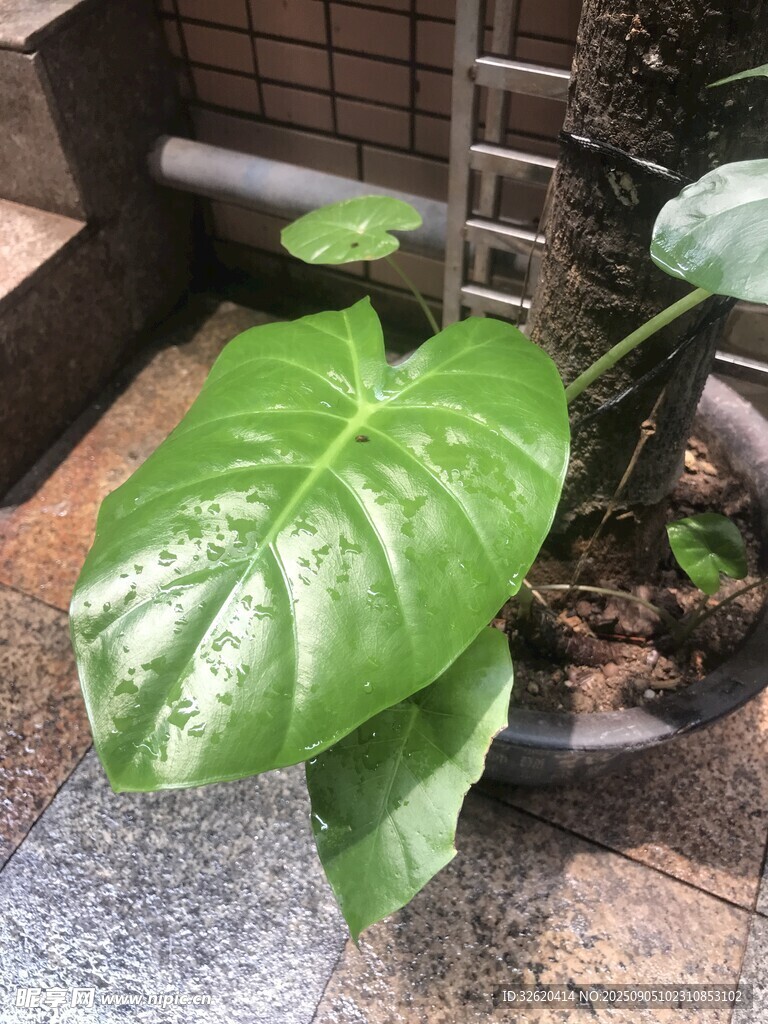 室内绿植龟背竹特写