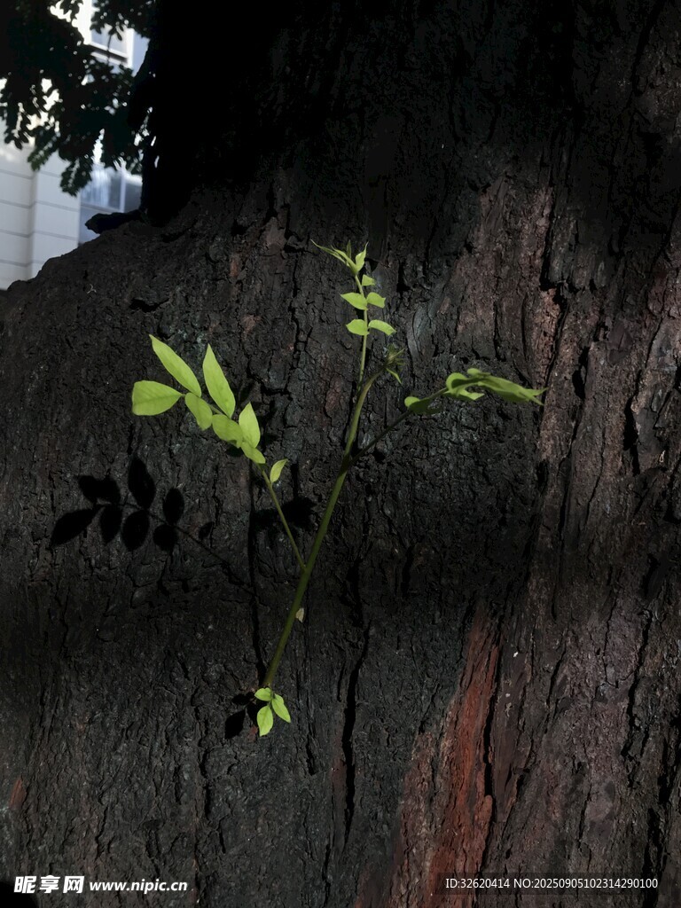 树干上新生的嫩绿枝叶