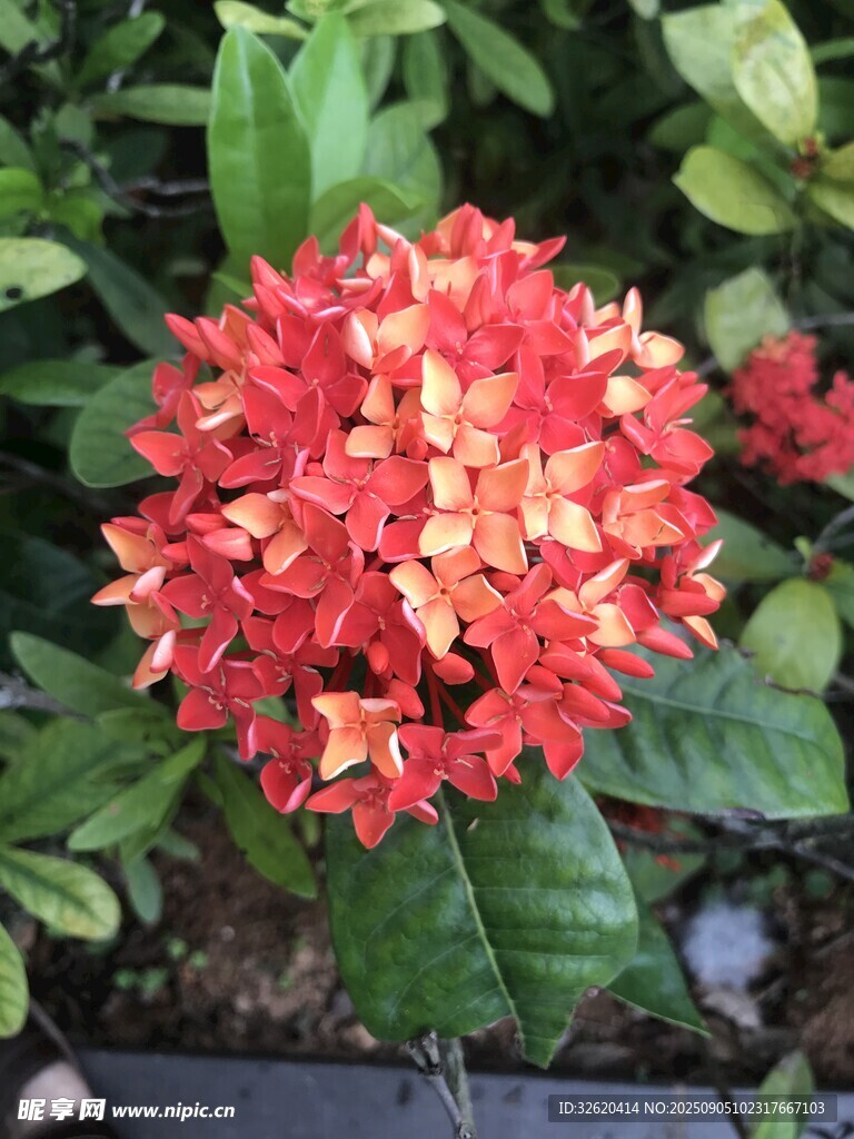 艳丽龙船花绽放