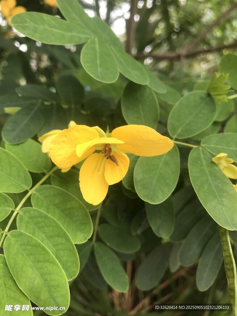 黄色小花绽放绿叶间