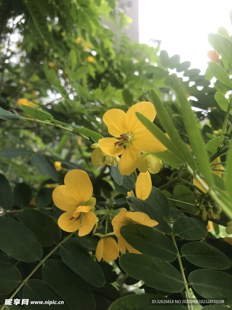 金黄花朵绽放绿叶间