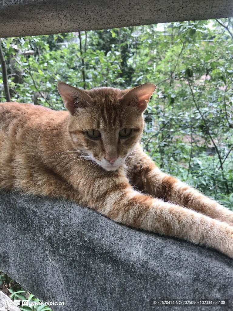 慵懒猫咪惬意趴卧