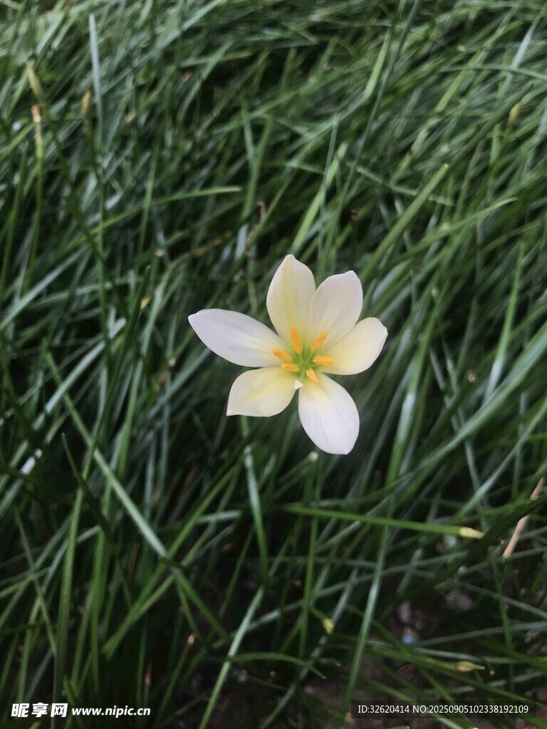 绿草中绽放的单朵白花