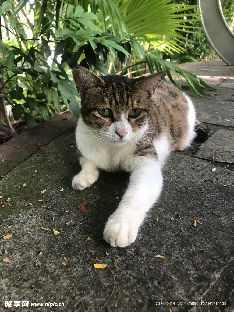 户外萌态猫咪