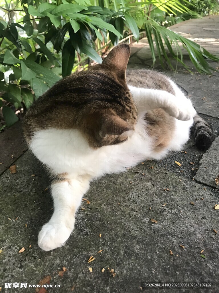 慵懒猫咪惬意躺卧