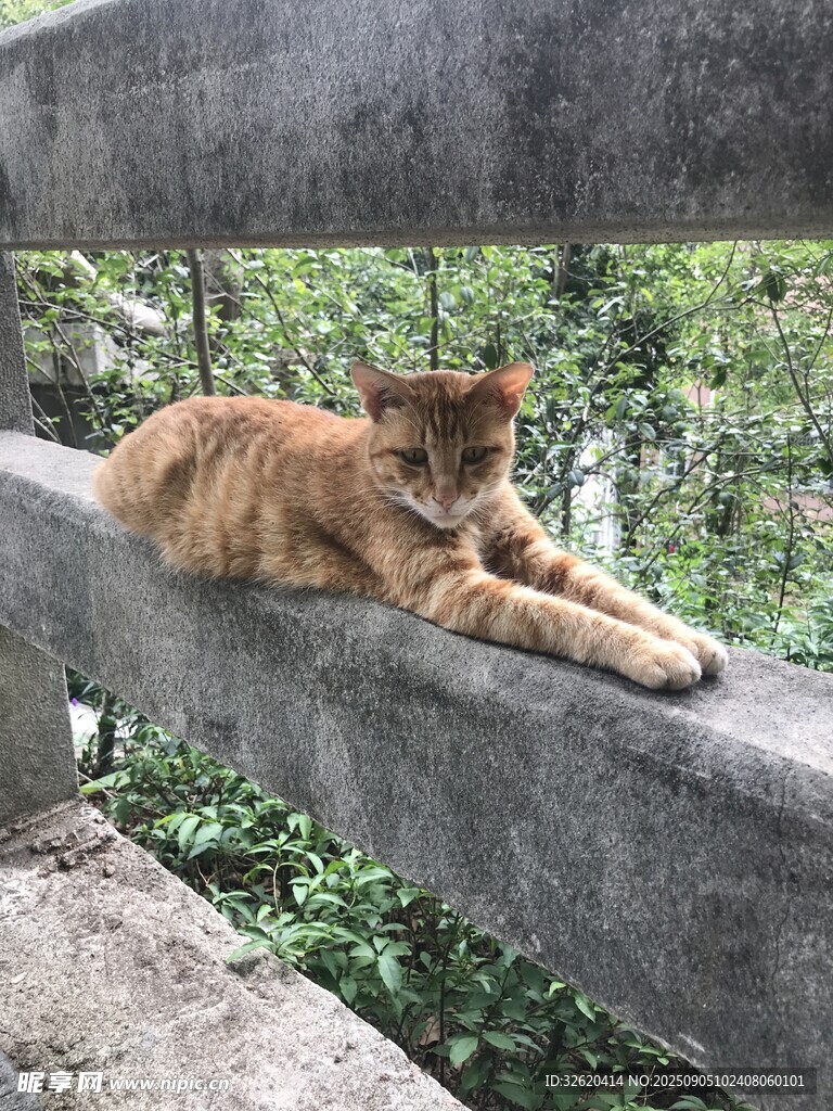 橘猫慵懒趴于栏杆上
