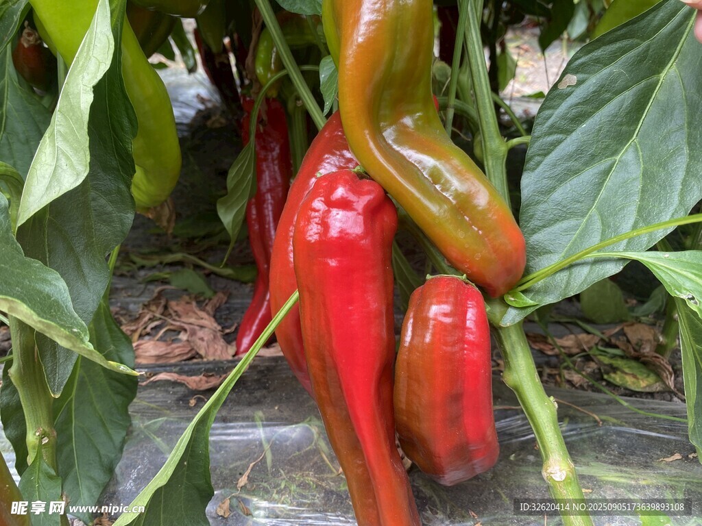 红辣椒