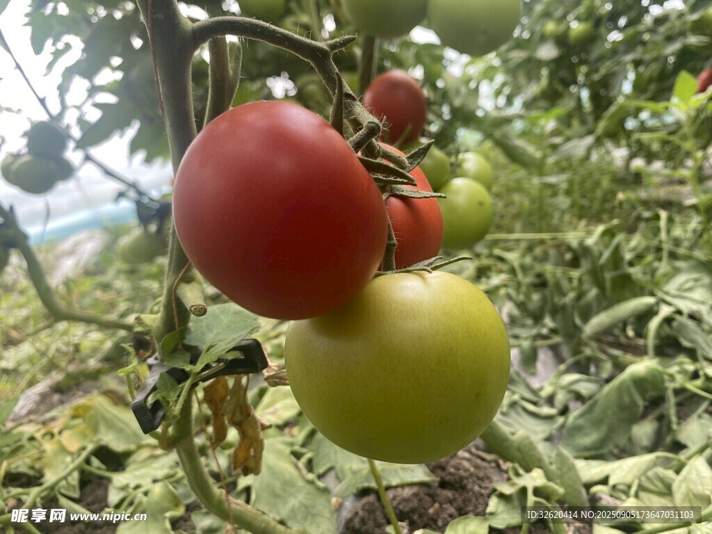 西红柿