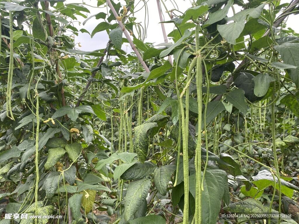 长豆角 