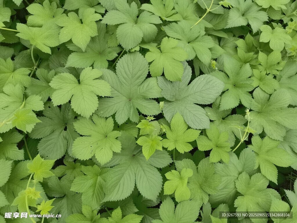 翠绿叶片的植物特写