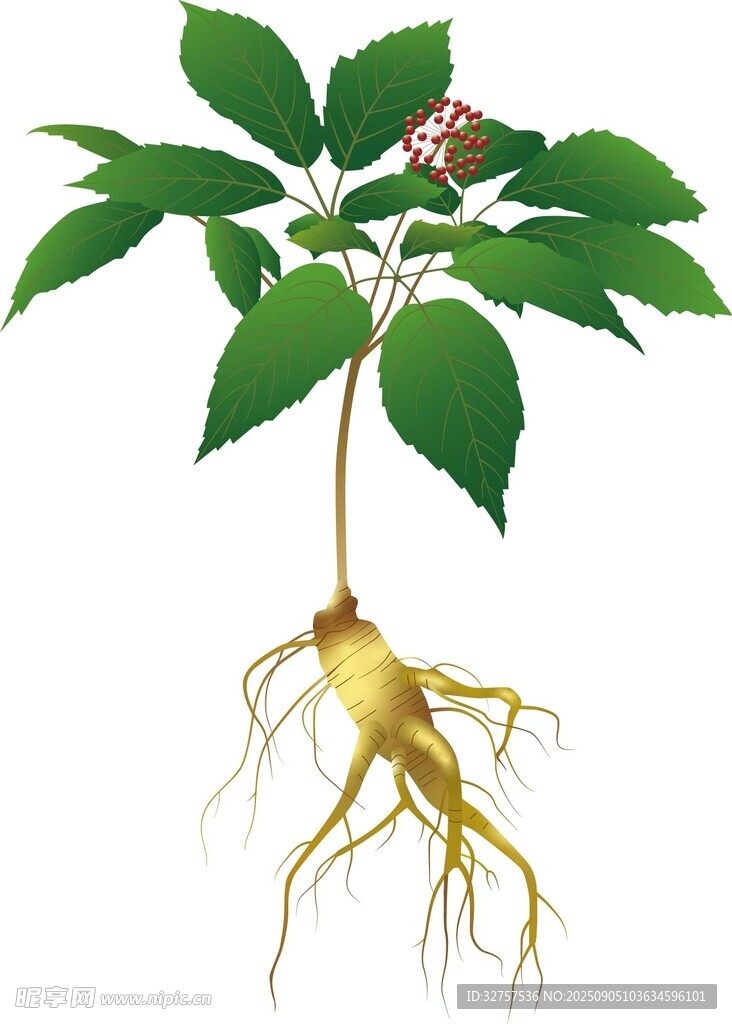 人参植物图示