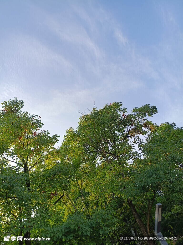 蓝天绿树间的清新景致