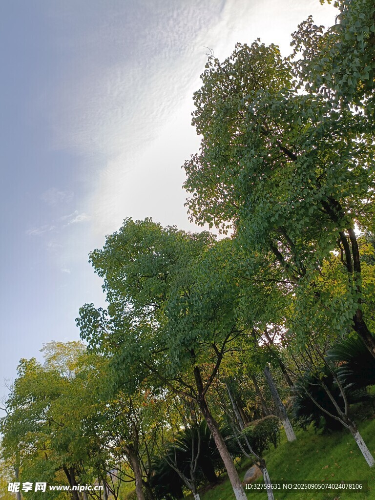 阳光下的葱郁树林