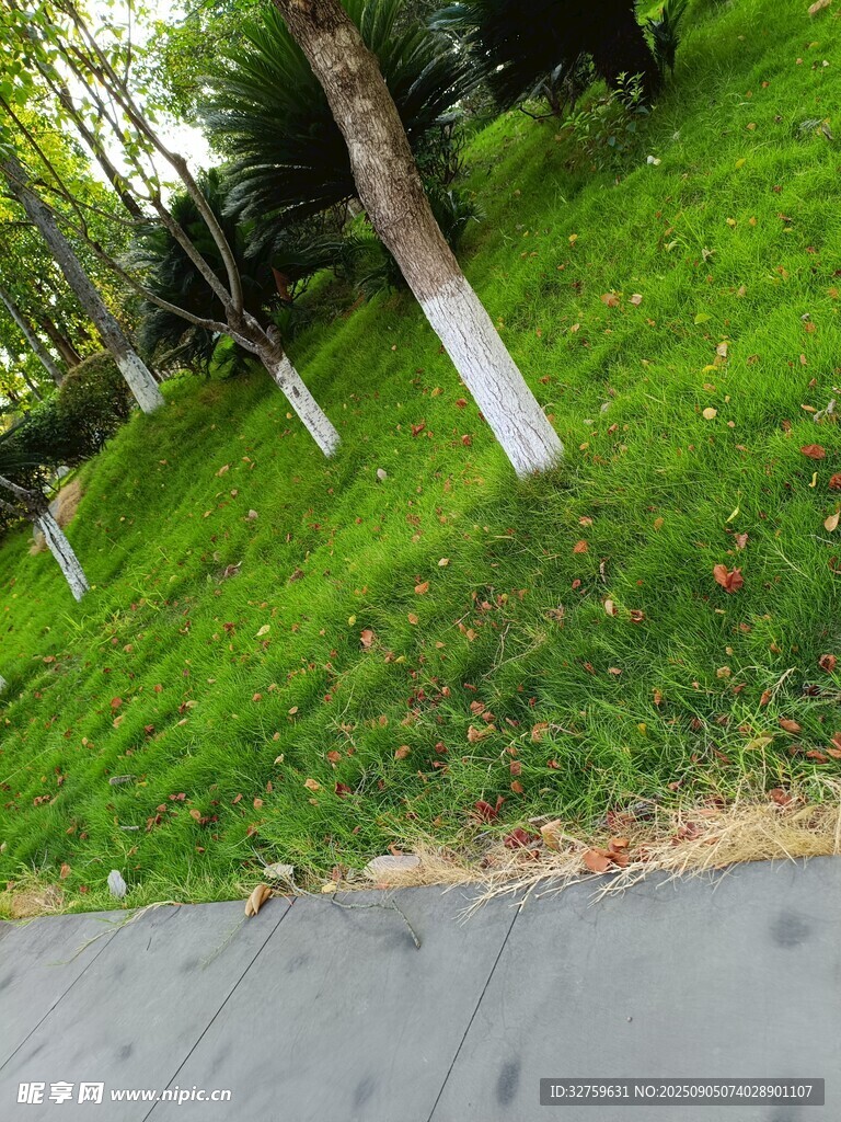 路边绿草与树木景致