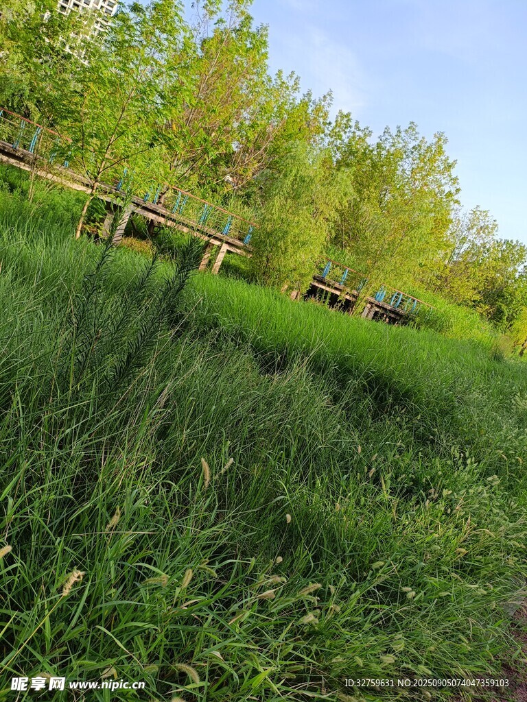 绿意盎然的草地与木桥