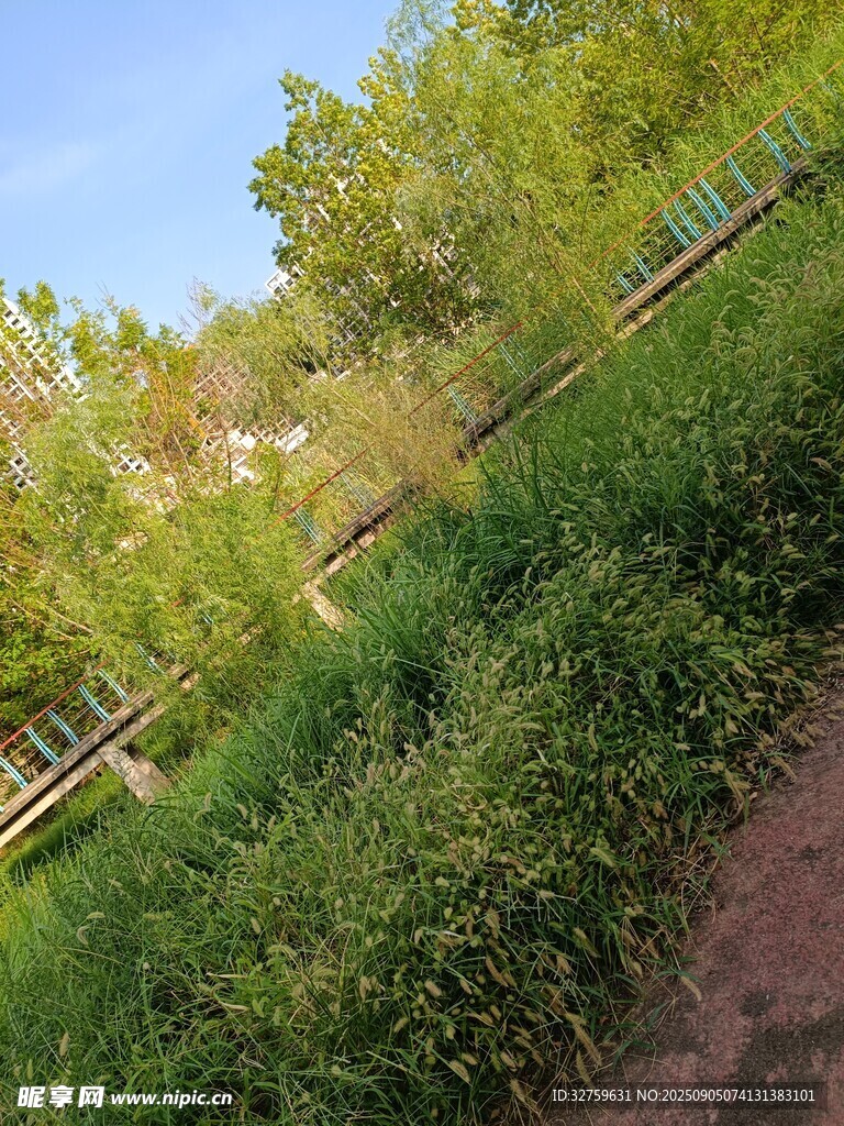郊外小径旁的葱郁草木