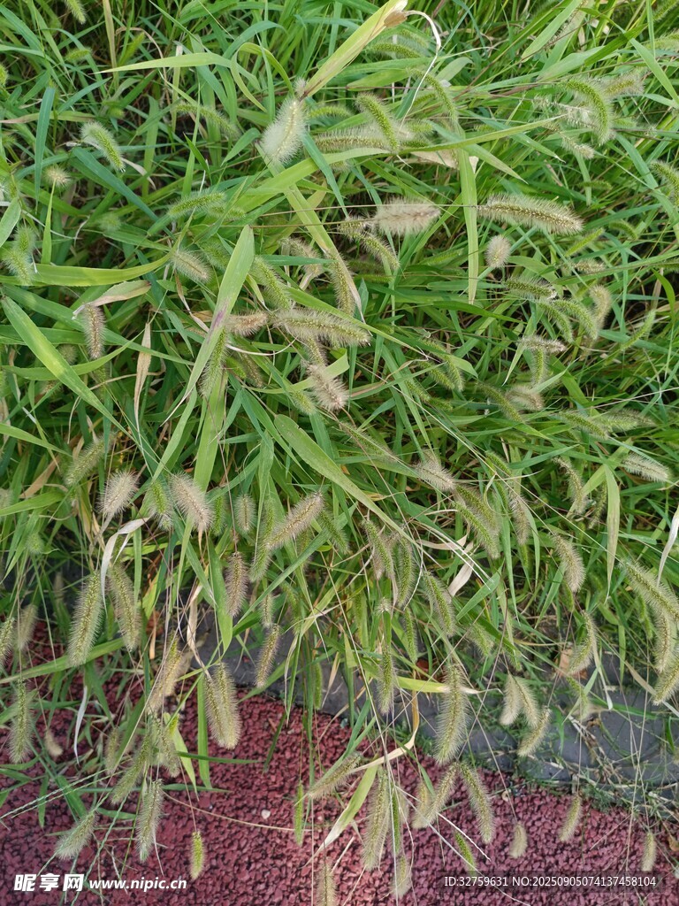 嫩绿草丛生机勃勃
