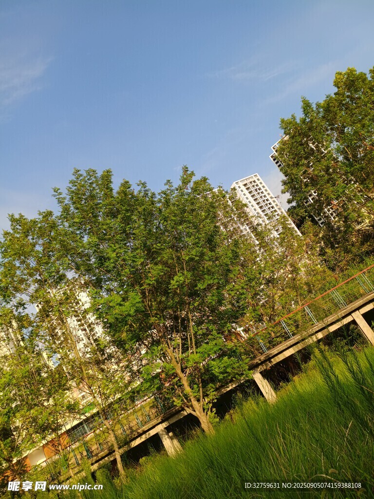 城市绿地中的树木与步道