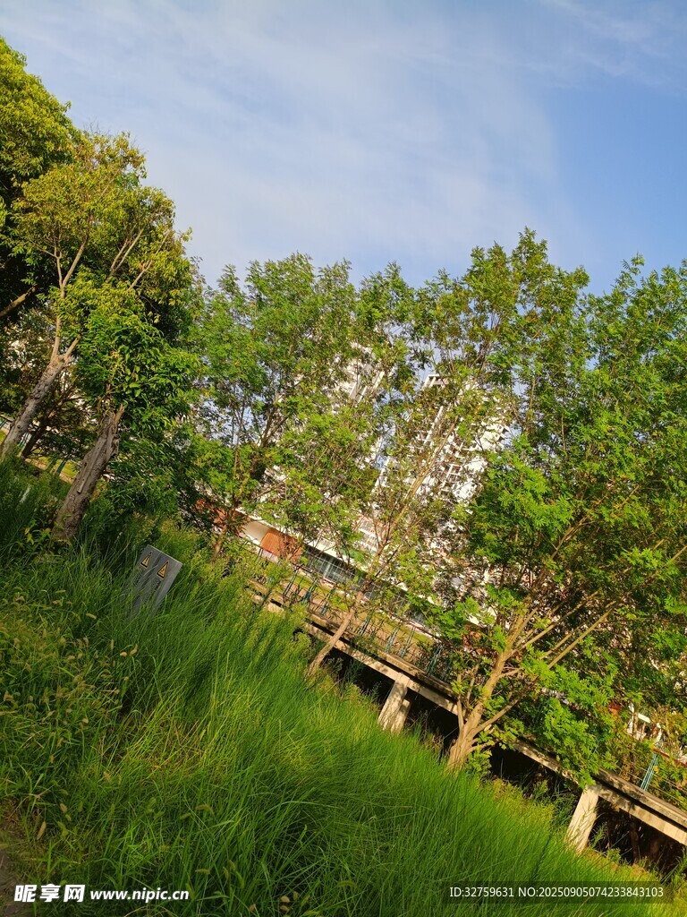 林间木栈道