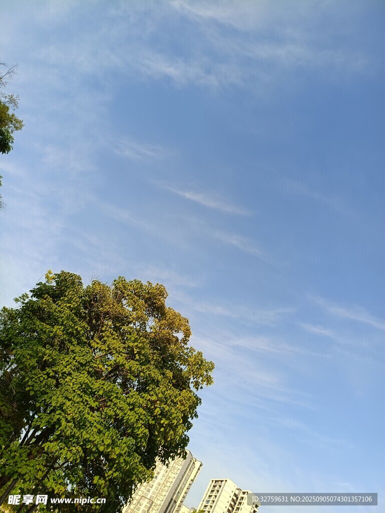 蓝天绿树城市景象
