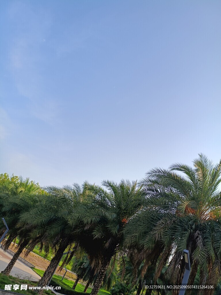 道路旁的棕榈树景观