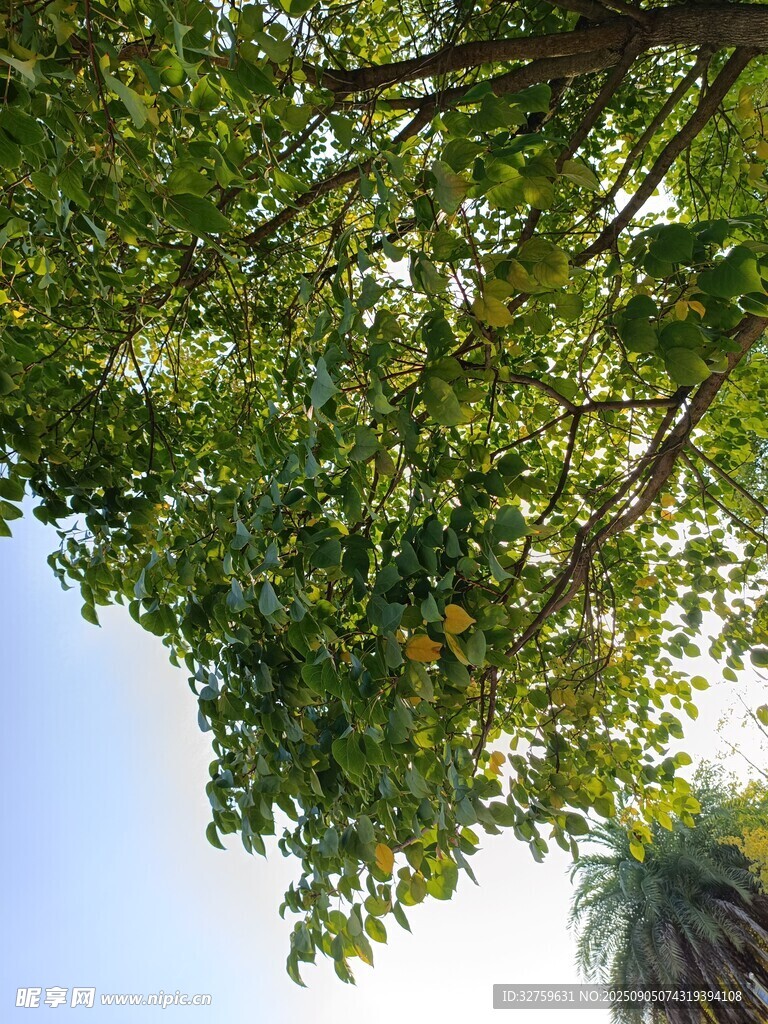 仰视繁茂绿树蓝天景象