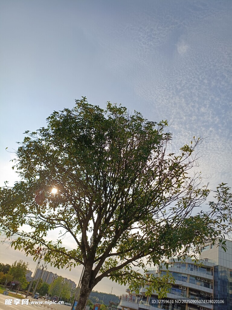 阳光下的绿树与建筑