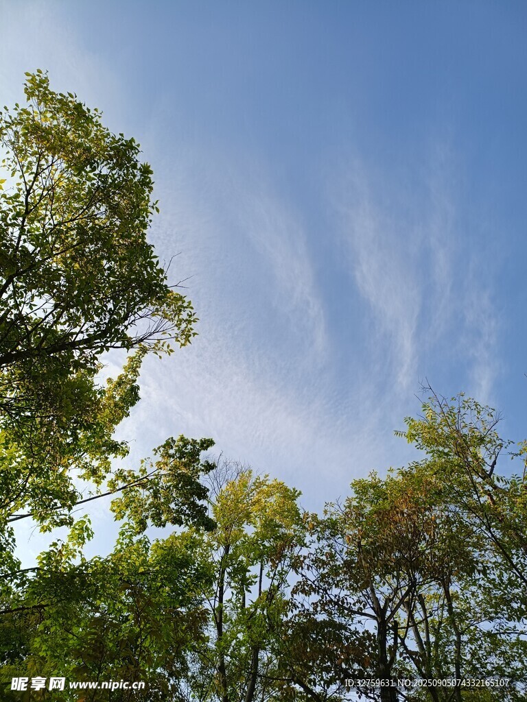 蓝天绿树间的清新景致