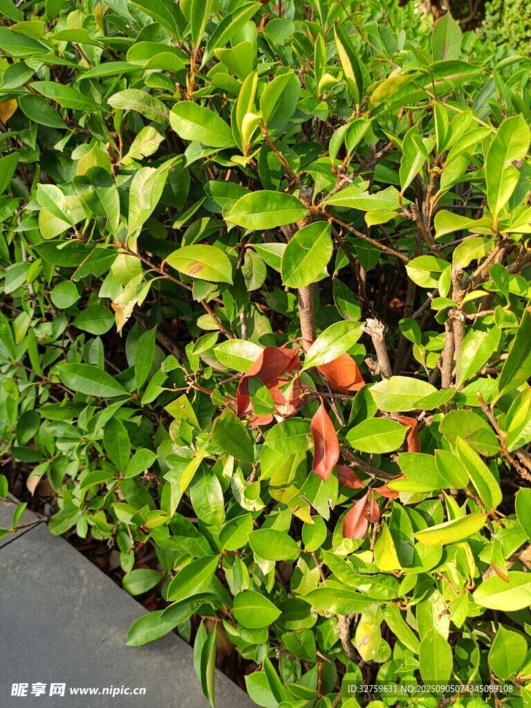 绿叶间的红果植物景观