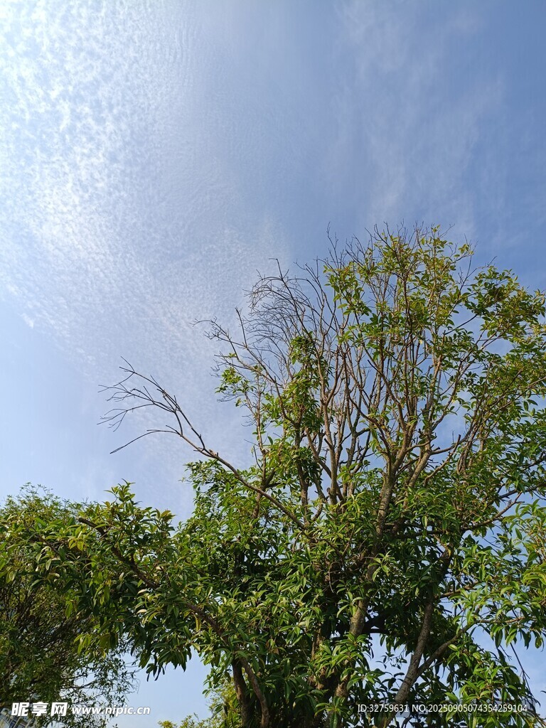 蓝天绿树风景图