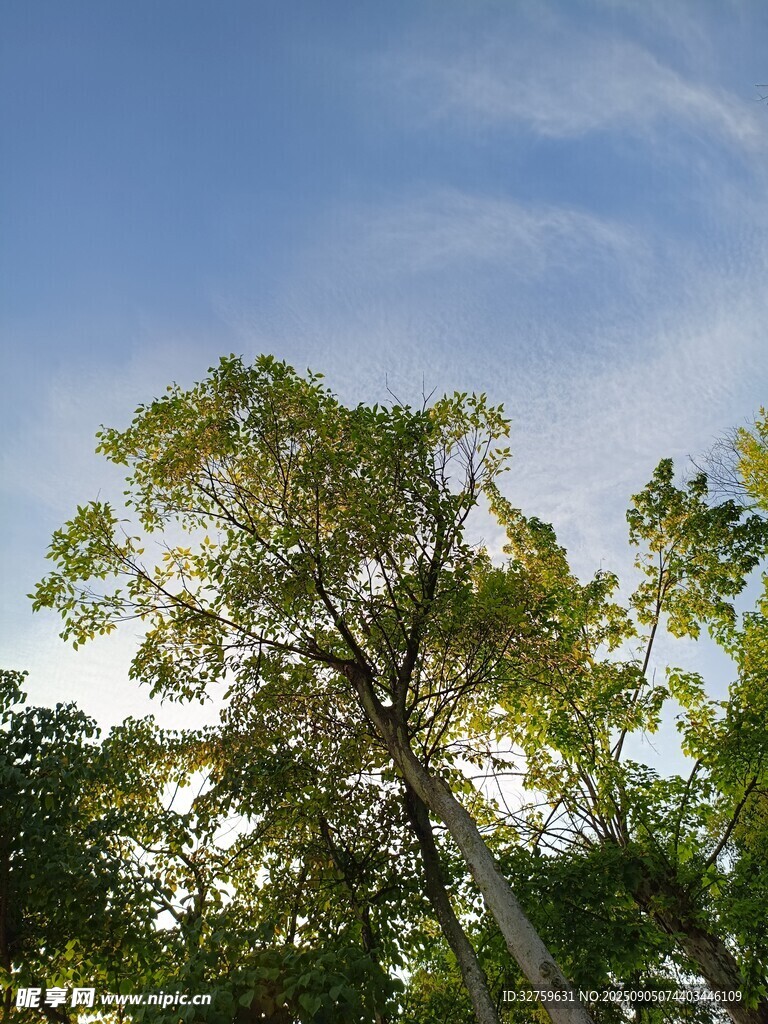 仰望葱郁树木与蓝天
