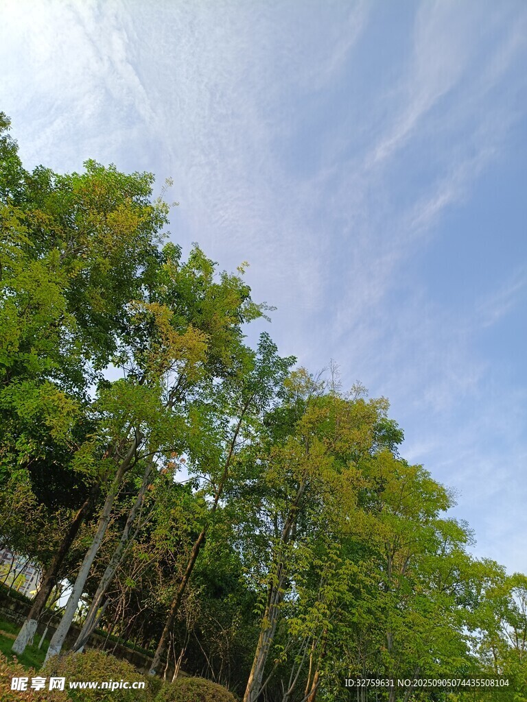 蓝天绿树风景图