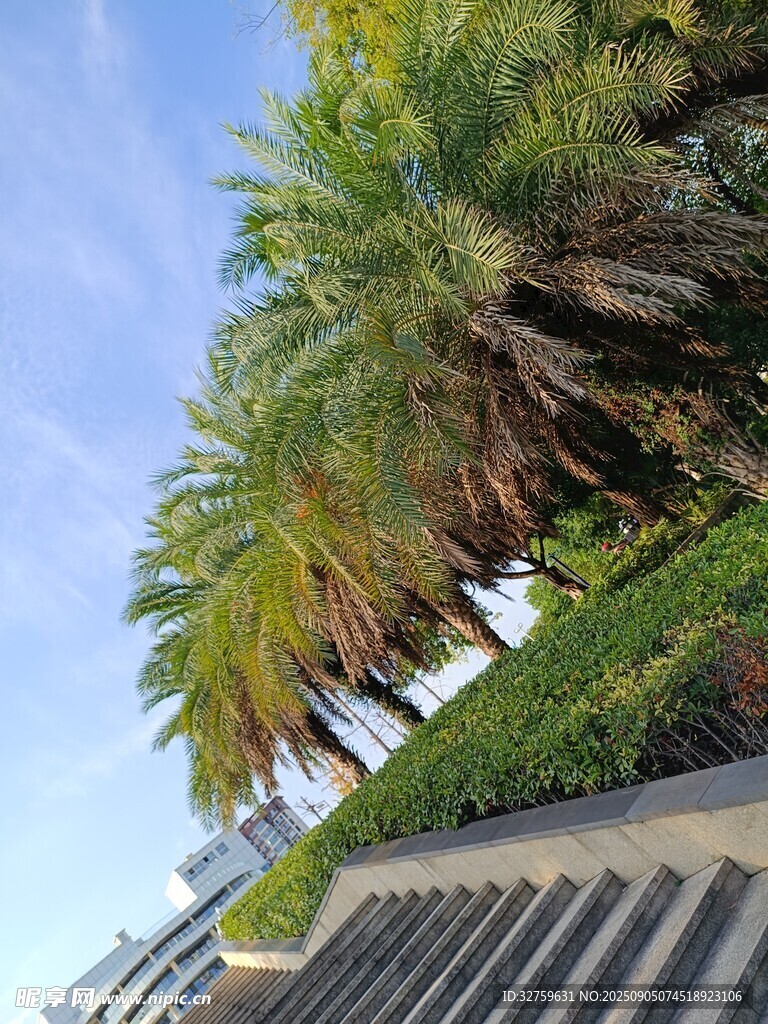 海滨棕榈树与阶梯景观