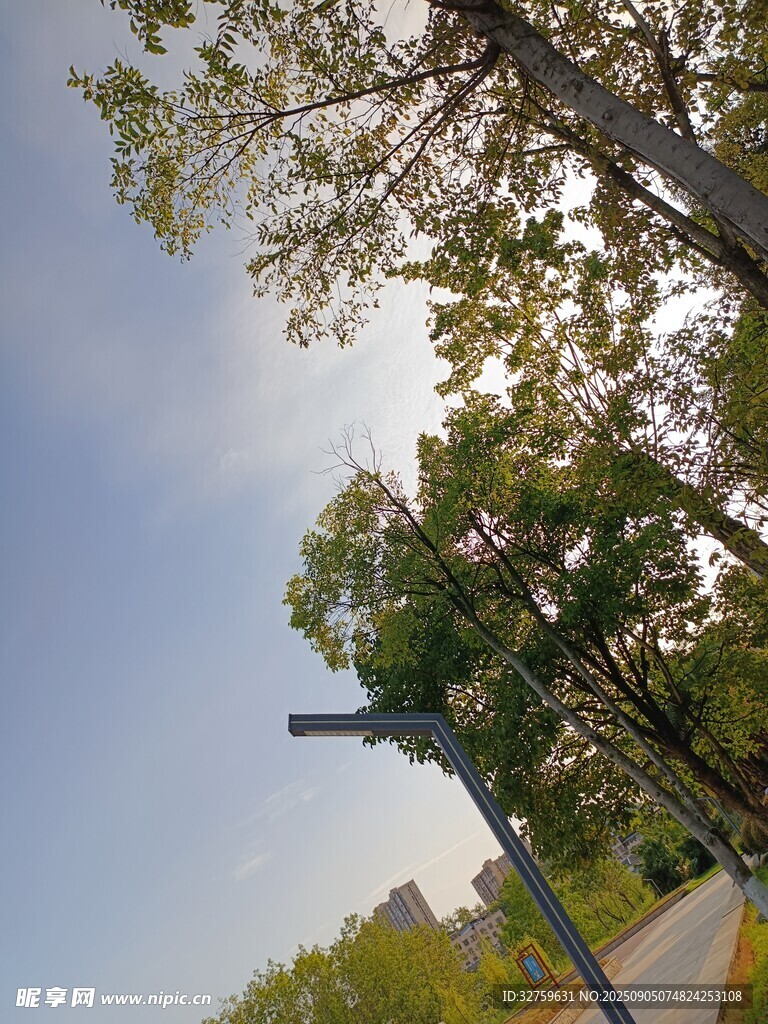 阳光下的绿树与蓝天