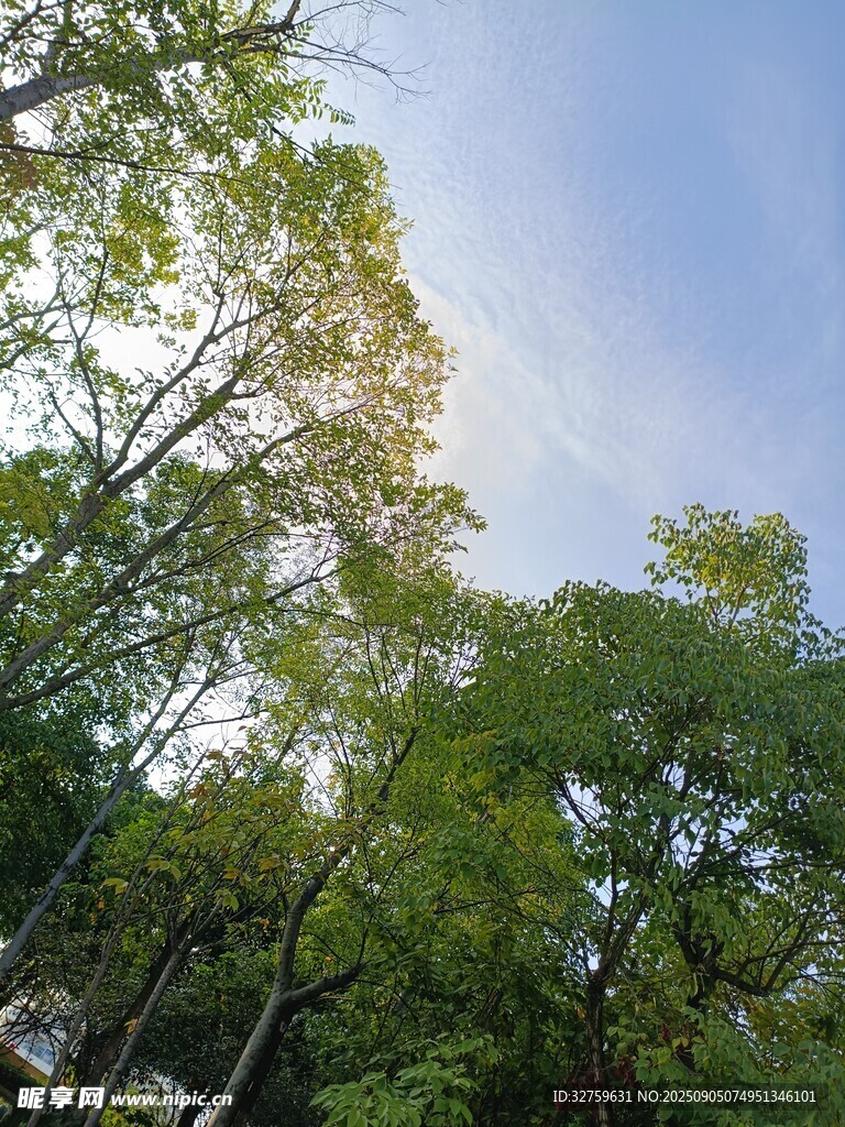林间阳光洒下的绿意景象