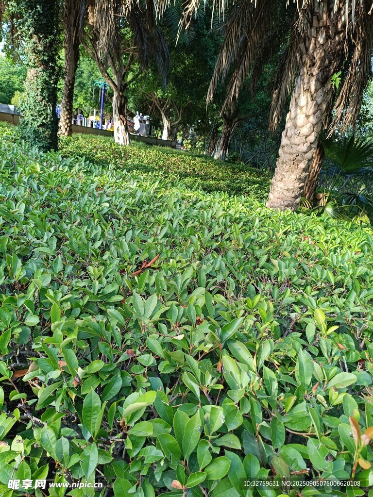 林间繁茂绿植景观