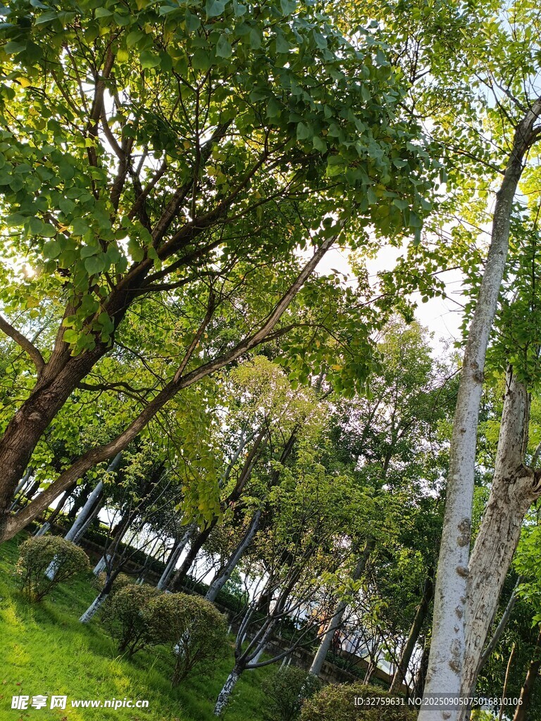 林间绿意盎然的清新景致
