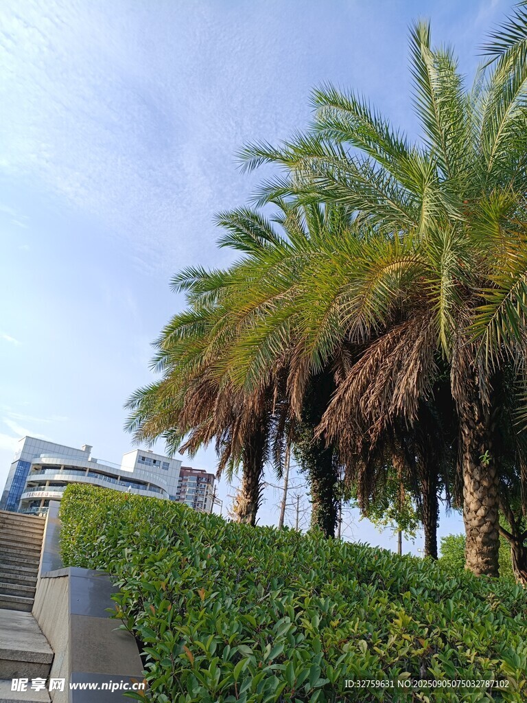 路边棕榈树与绿植景观