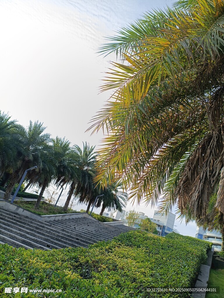 海滨棕榈景观