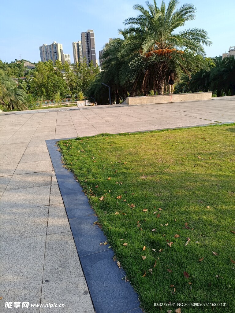 城市广场的草地与棕榈树