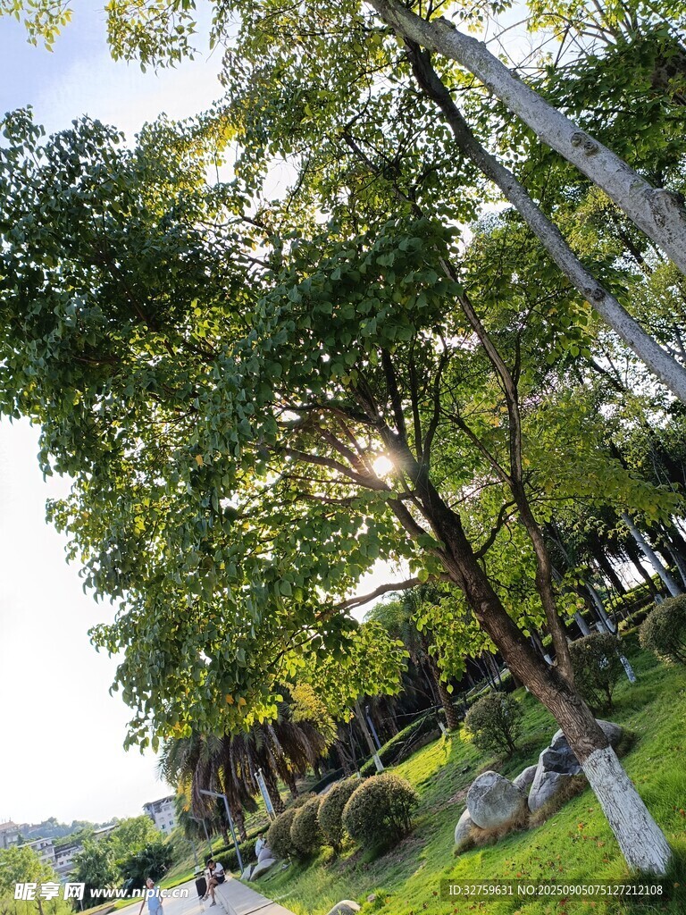 林荫小道