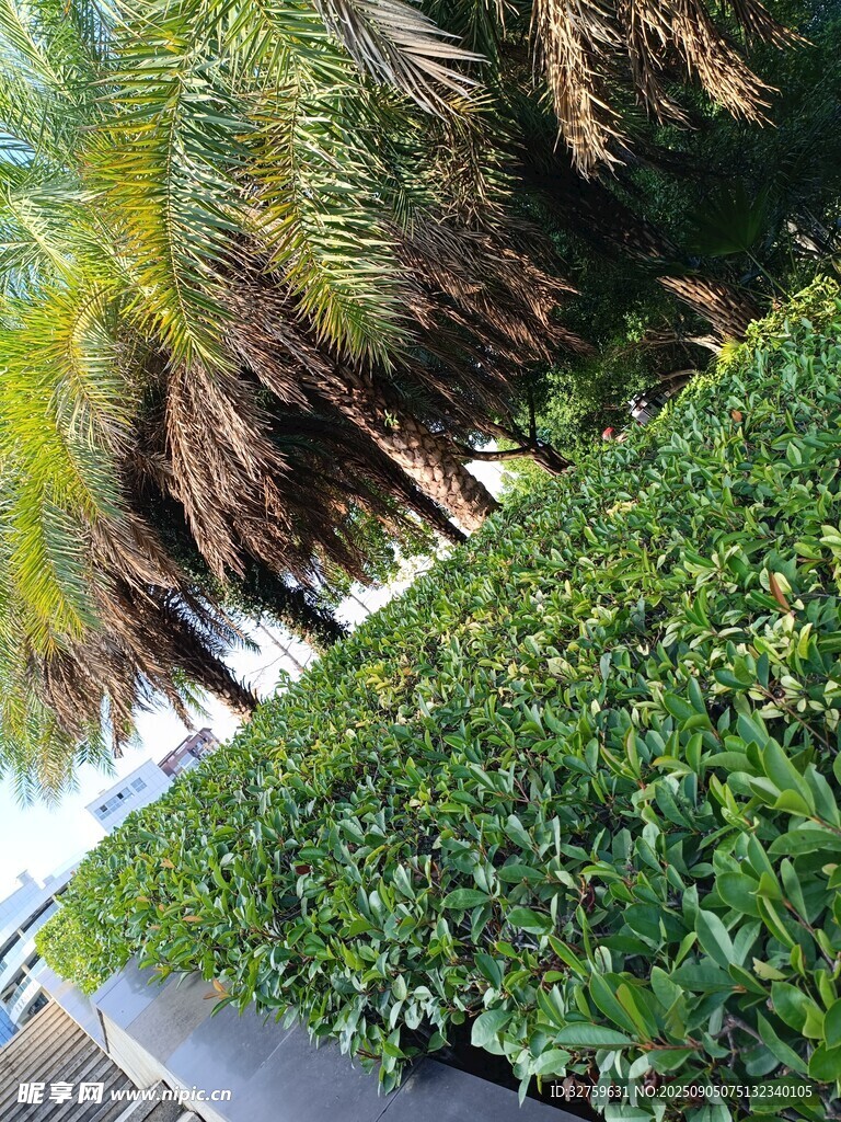 路边绿植与棕榈树景观