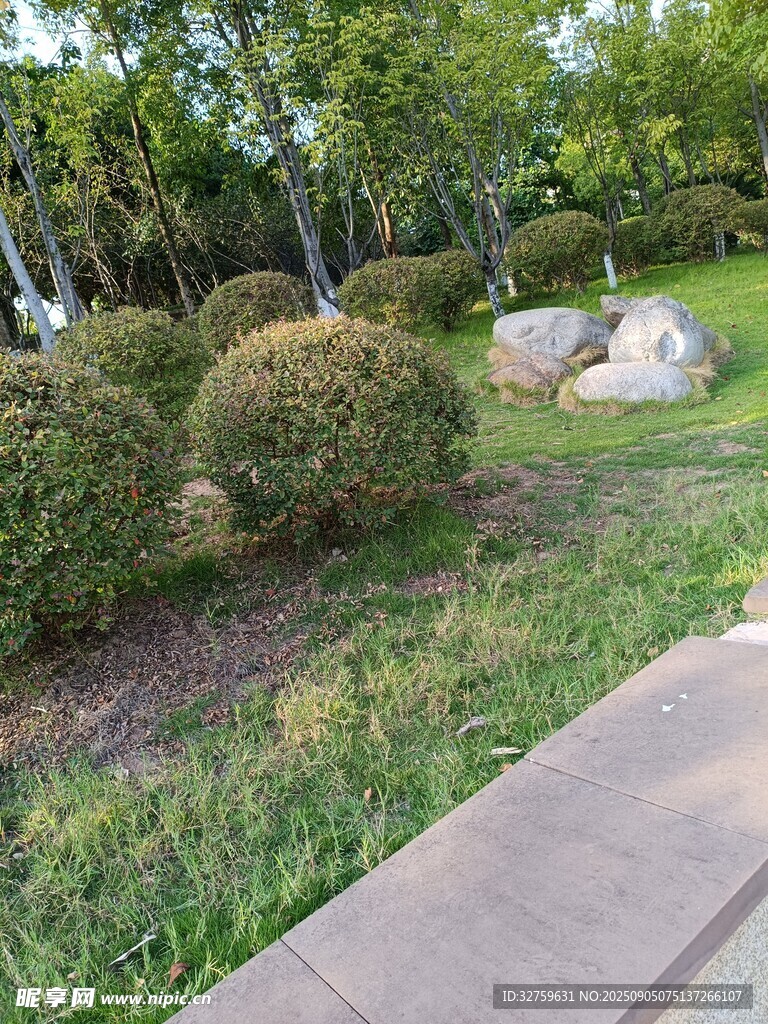 城市公园中的绿植与步道