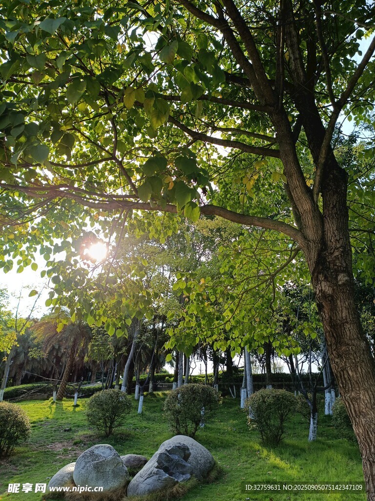 阳光洒落绿意盎然的林间