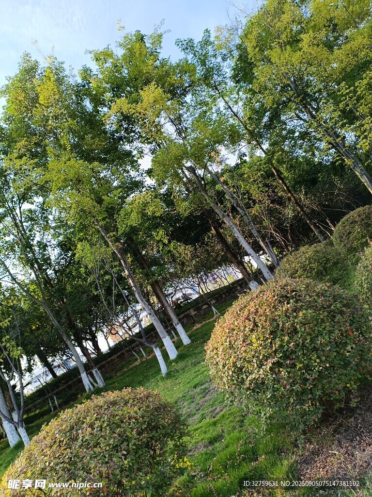 林间绿意景观