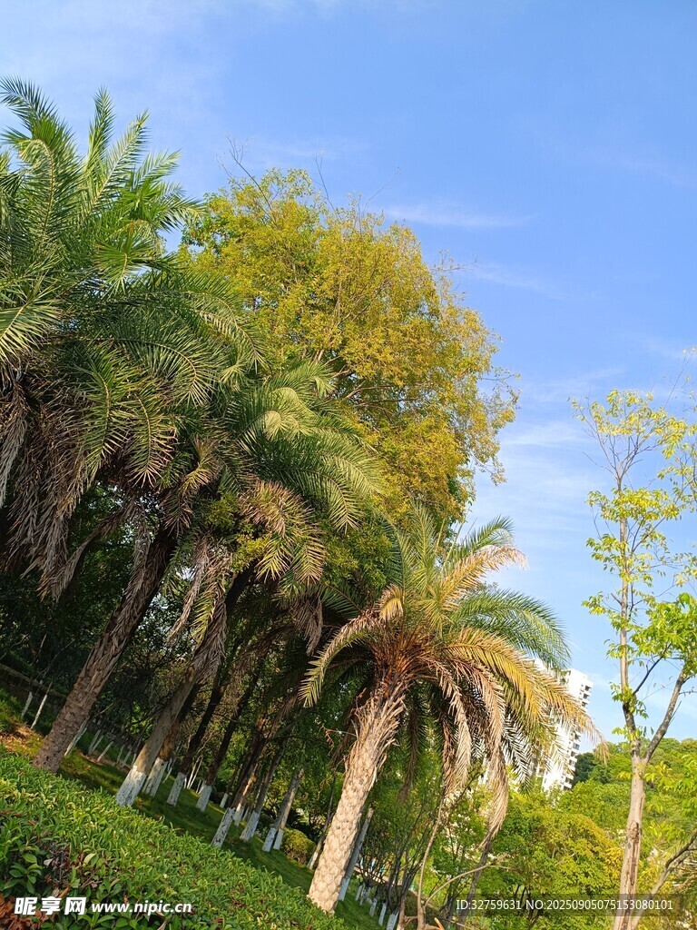 热带风光中的葱郁棕榈树