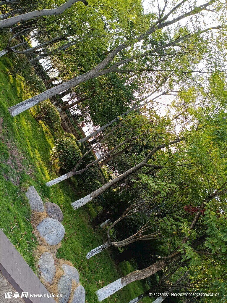 竹林中的自然景致