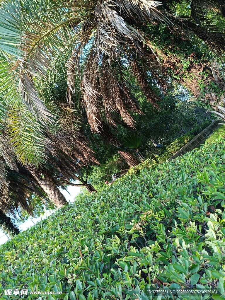 茂密丛林中的绿色景致