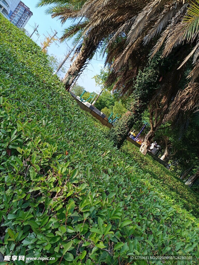 绿意盎然的户外植物景观