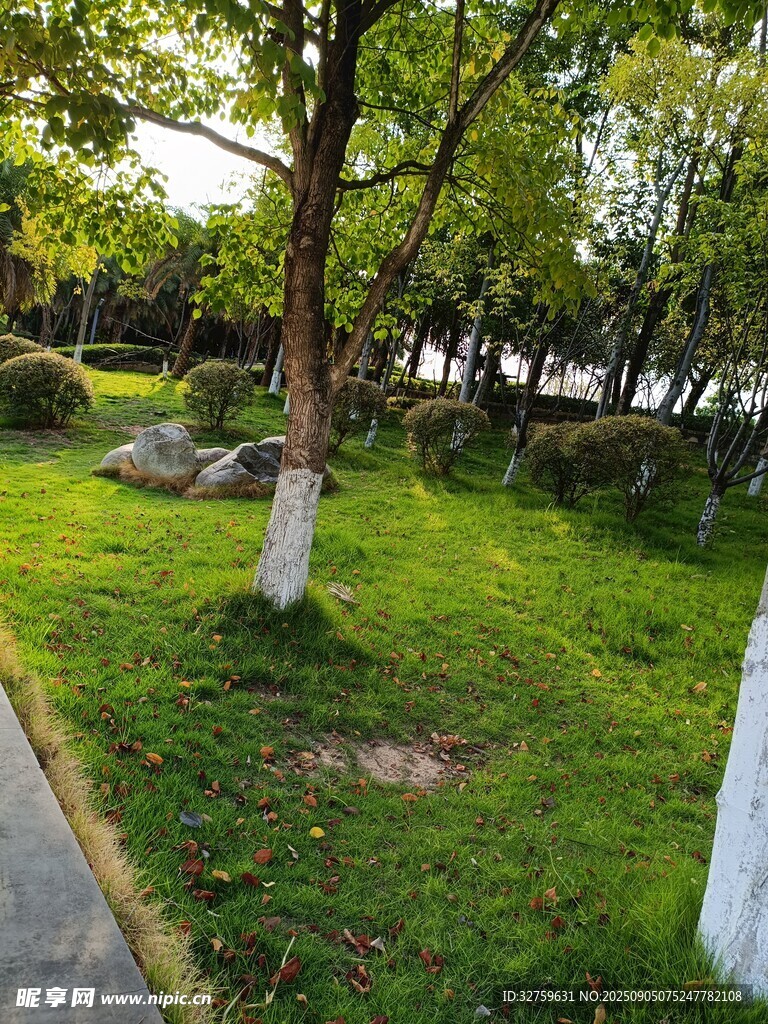 公园绿意盎然的树木景观